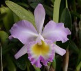 /album/brassocattleya/bc-languedoc-singapore-welcome-am-aos-jpg/